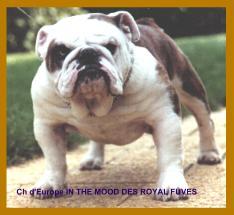 CH. In the mood Des royal fuves