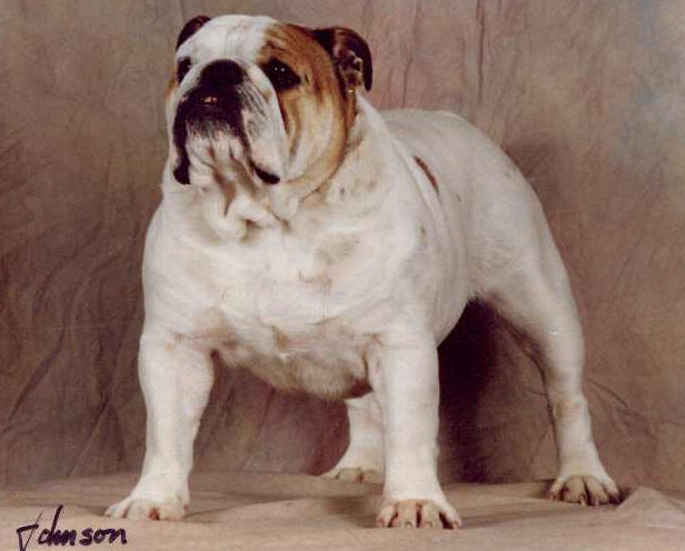 CH. macracken Golden rain in kofyn