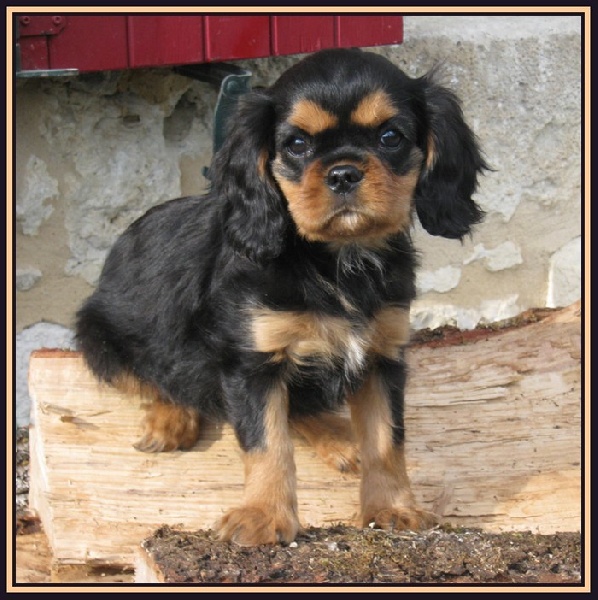 Publication : du Broi Kan Auteur : Francine Castagnet