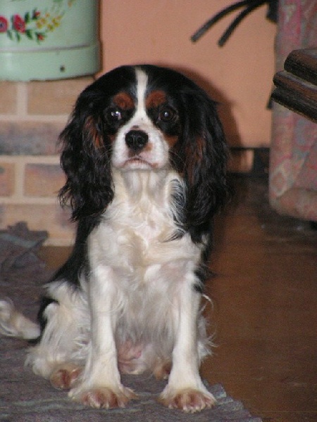 Publication : des charmes d'antan Auteur : sylvie renaud