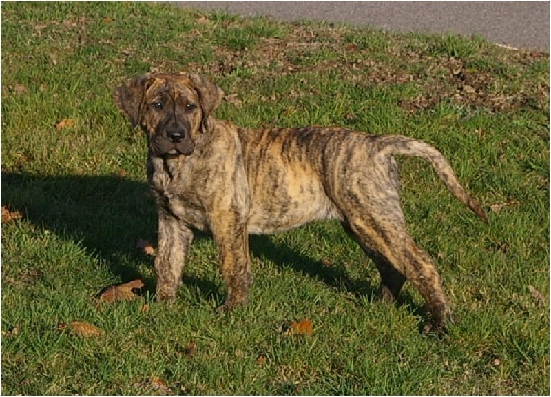 Publication : del Loro Grande Auteur : Florent Pichon