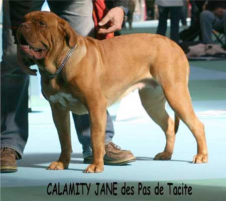 Calamity jane Des pas de tacite