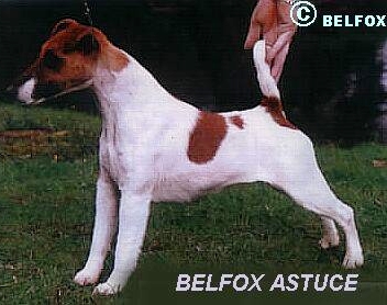 Belfox Astuce