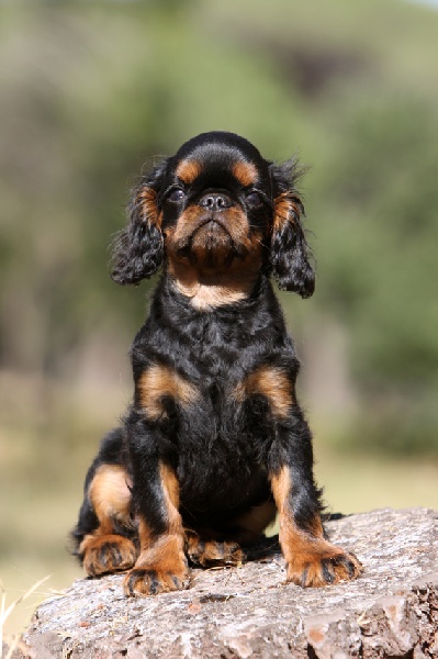 Publication : des Kings des pins parasols 