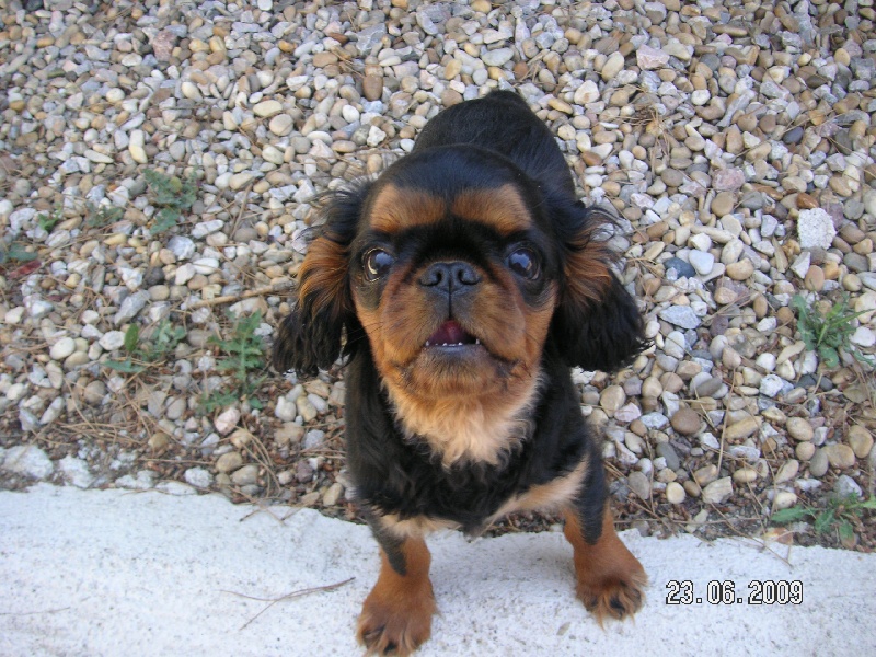 Publication : des Kings des pins parasols 