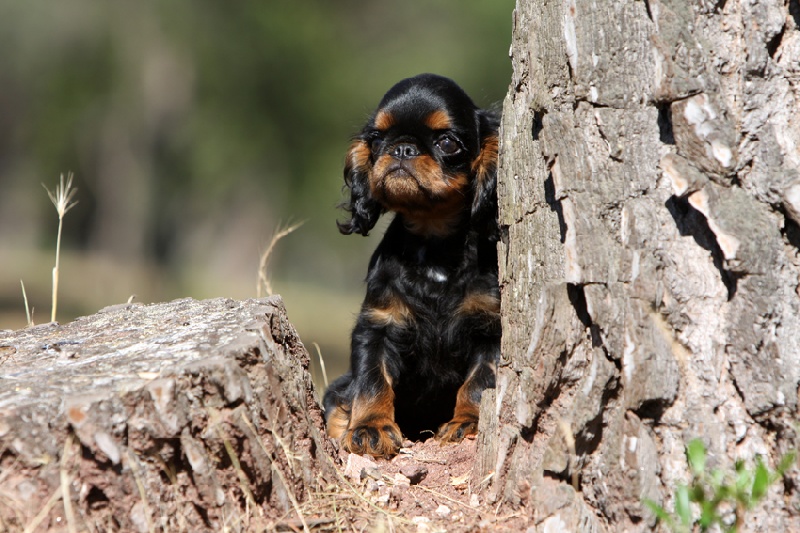 Publication : des Kings des pins parasols