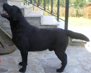 Publication : de los Alargos 