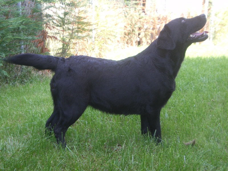 Publication : de los Alargos