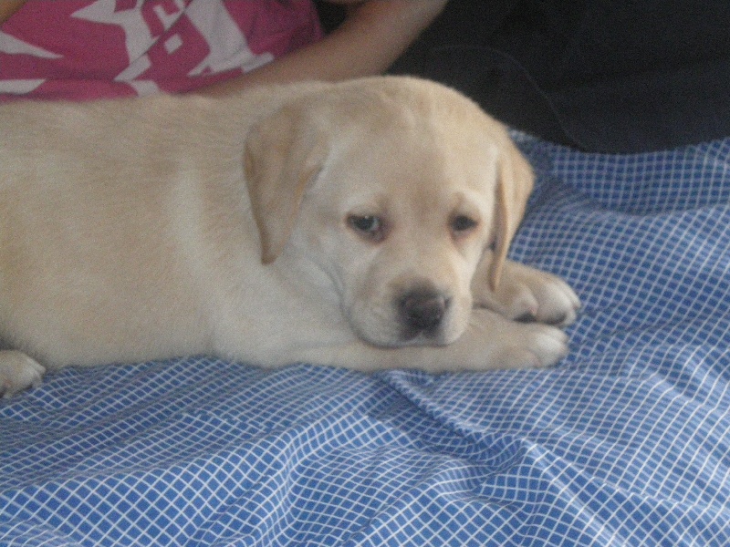 Publication : de los Alargos Auteur : Ivan Matias Rodriguez