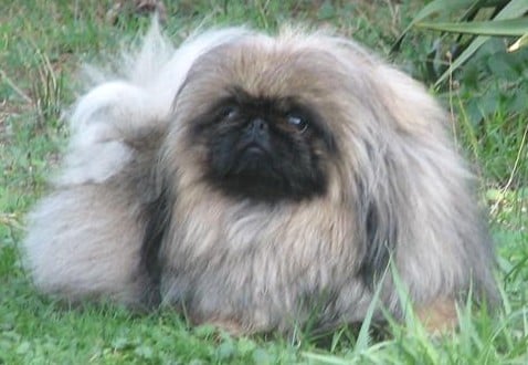 Do you want to follow me dit Cow-boy! du prieuré aux comtes