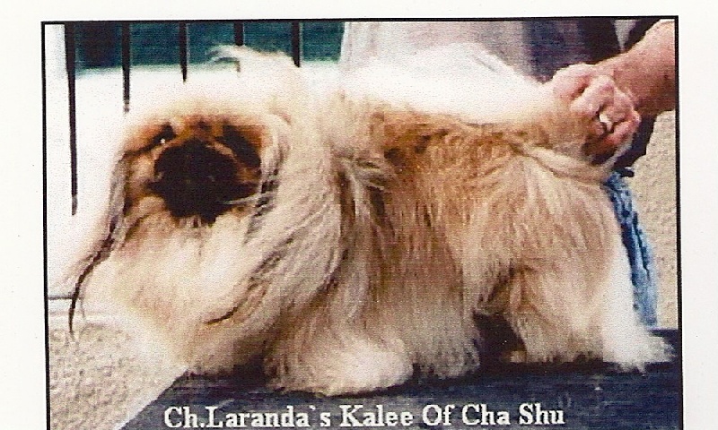 CH. laranda's Kalee of cha shu