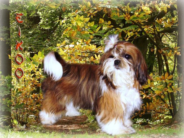 Publication : Suan Shu Sayonara Auteur : Magali Marchandise