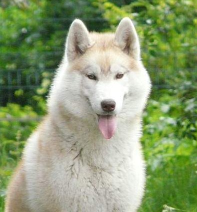 Publication : du domaine de Puisaye Auteur : Brai Elodie