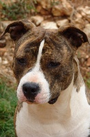 Étalon American Staffordshire Terrier - B' verona du Sarmizegetusa Regia