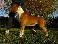 Étalon American Staffordshire Terrier - A'Pretty Jaws (Sans Affixe)