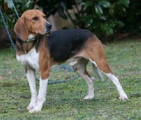 Étalon Beagle-Harrier - Colibri Des landes de lambrun