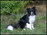 Étalon Border Collie - eyes of the world Give me glen