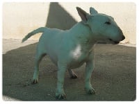 Étalon Bull Terrier Miniature - Goest Du mas des rêves