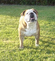 Étalon Bulldog Anglais - Comtesse fiona de la tribu des moko