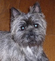 Étalon Cairn Terrier - Cliona De malaga