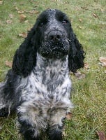 Étalon Cocker Spaniel Anglais - Disney bleu du Temple de Boucoba