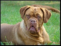 Étalon Dogue de Bordeaux - Diehexe of Hanau's Lake