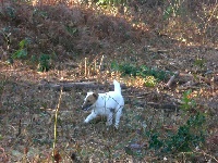 Étalon Fox Terrier Poil lisse - Carotte(dite crystal) du domaine de parbeau