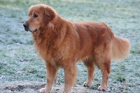 Étalon Golden Retriever - Uno Du domaine des clayeux