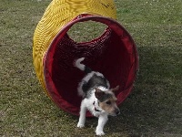 Étalon Jack Russell Terrier - Suzan's Pride Gena