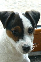 Étalon Jack Russell Terrier - DOLLY des Gres de Malleville