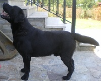 Étalon Labrador Retriever - Mr boss do sol d´arena