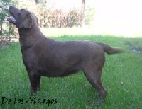 Étalon Labrador Retriever - Ramona de bocalan