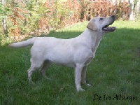 Étalon Labrador Retriever - Del helvet can White winter