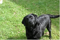 Étalon Labrador Retriever - apy du phare de la vierge de la Pierre de Marobland