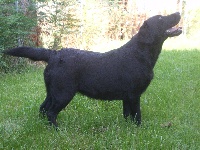 Étalon Labrador Retriever - Extra de rio nevado