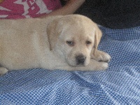 Étalon Labrador Retriever - Opera do sol d´arena