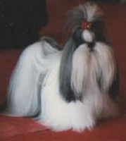 Étalon Shih Tzu - CH. Lha kang jin Shah Abbas