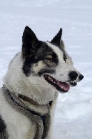 Étalon Siberian Husky - Alayok dit atao (Sans Affixe)