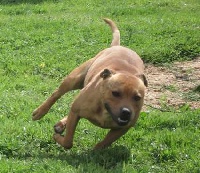Étalon Staffordshire Bull Terrier - Véronne (Sans Affixe)