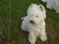 Étalon West Highland White Terrier - Winnibelle de Biguinine
