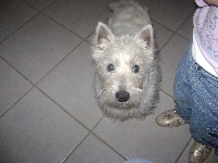 Étalon West Highland White Terrier - Even des hirondelles du voyage