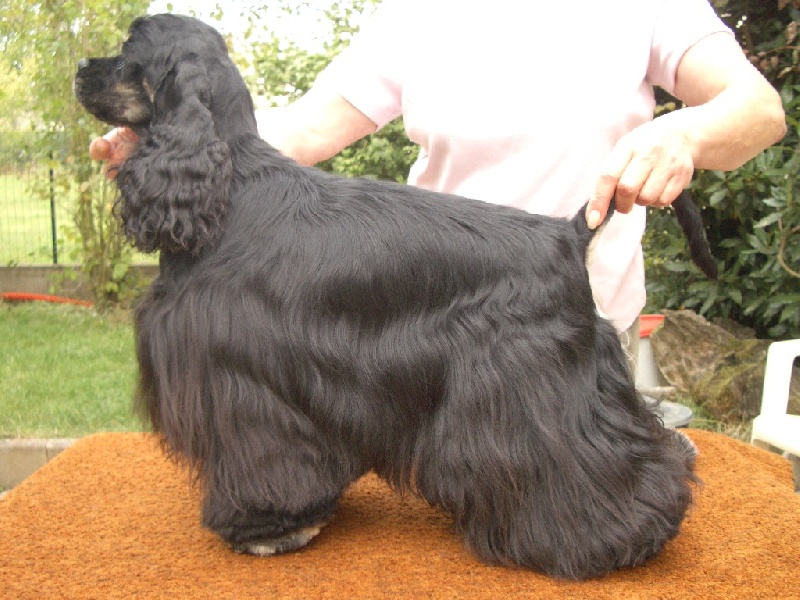 CH. Chimère du Grand Fleuriot