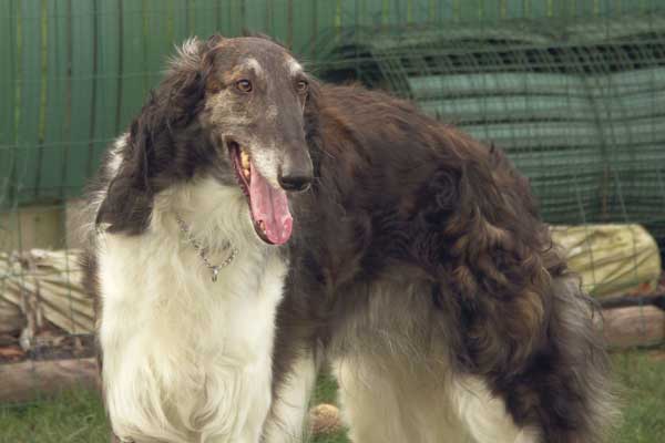 Viuga-alexia D'Ymauville