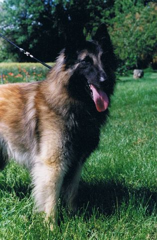 Castor du Bois d'Acacias