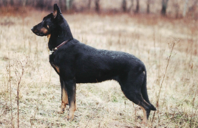 CH. Sex bomba Des assiers