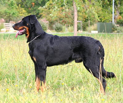 Publication : Mon Ami De Toujours Auteur : Malgorzata Bartoszewska - Kujawa