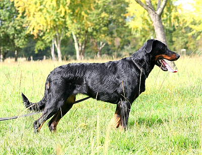 Publication : Mon Ami De Toujours 