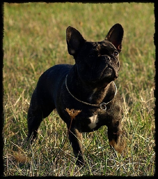 Canelle -pomme de la Légende de l'Hermine
