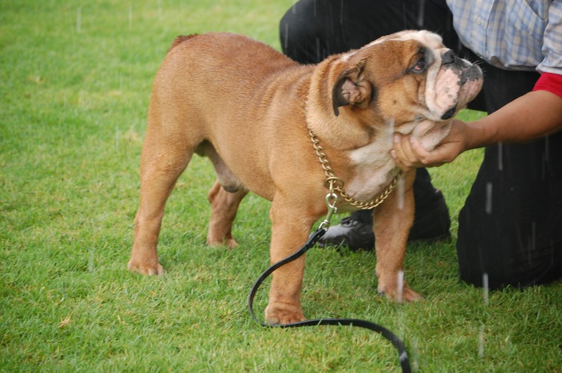 Publication : du Domaine des Remparts Auteur : Hoareau richard