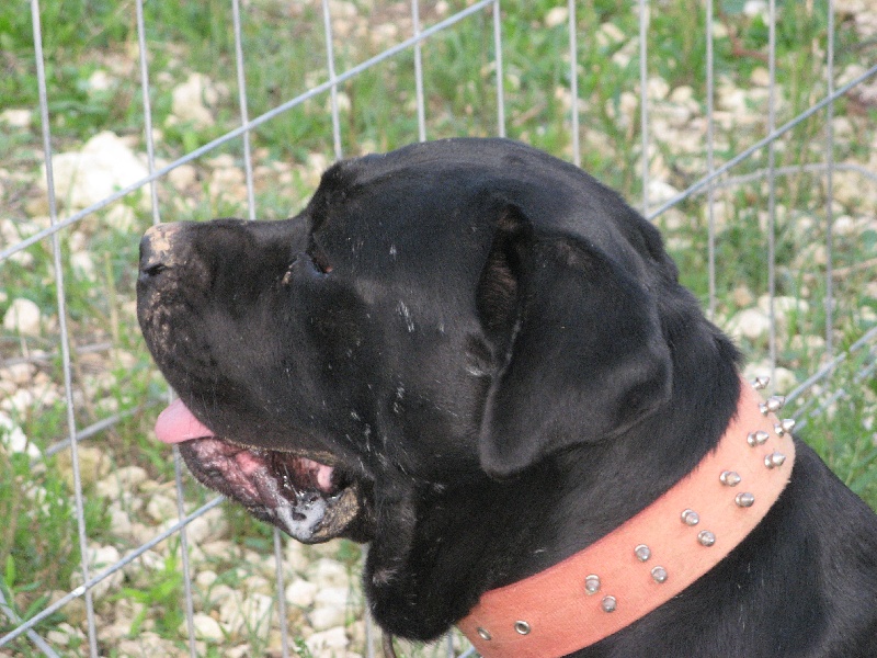 Aliot del nero velluto